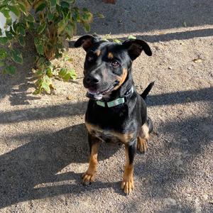 Jagger, Rottweiler, adult, available for adoption