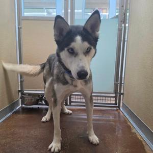 A husky dog standing in a kennel, looking directly at the camera.