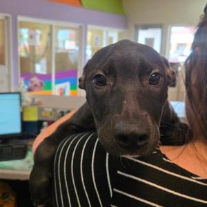 Cleric, Retriever, Black Labrador, available for adoption