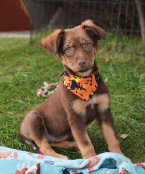 A brown puppy with floppy ears wearing an orange bandana with black silhouettes of cats on it, sitting on a blue blanket with a pattern of red and white shapes, on a grassy lawn.