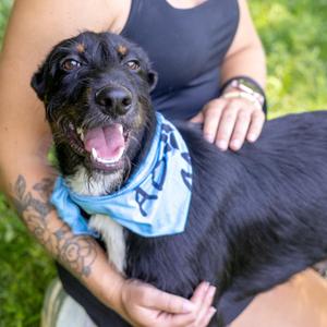 Comet (Male), Airedale Terrier / Black Labrador Retriever, puppy, available for adoption