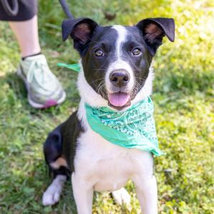 Roscoe (Male), Australian Cattle Dog / Blue Heeler / Pointer, puppy, available for adoption