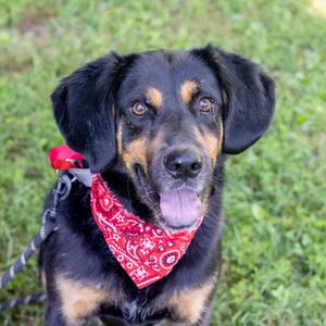 Atlas (Male), Black and Tan Coonhound / Hound, adult, available for adoption