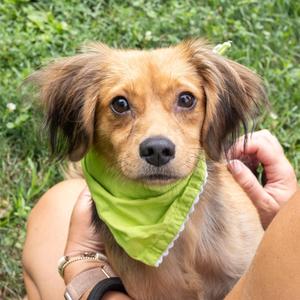 Peter (Male), Spaniel / Hound, young, available for adoption