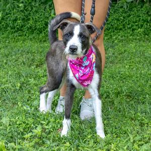 Jillian (Female), Schnauzer / Labrador Retriever, young, available for adoption
