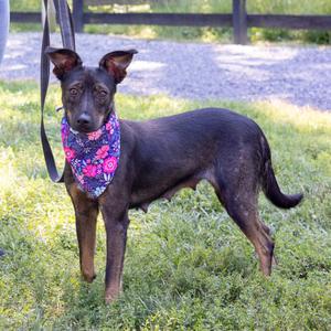 Polly (Female), Rat Terrier / Black Mouth Cur, young, available for adoption
