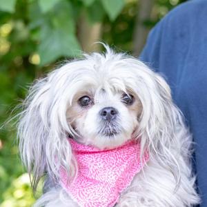 Miracle (Female), Poodle / Yorkshire Terrier, adult, available for adoption
