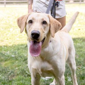 A happy yellow Labrador Retriever standing on grass with its tongue hanging out, with a person holding its leash in the background.