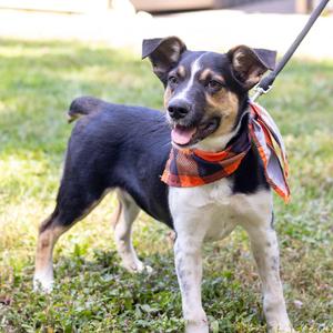 Austin (Male), Australian Cattle Dog / Blue Heeler / Pointer, puppy, available for adoption