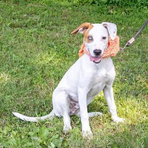 Kacey (Male), Cattle Dog / Beagle, puppy, available for adoption