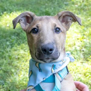 Lil Bro (Male), Shepherd / Bull Terrier, puppy, available for adoption