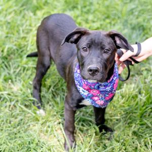 Reba (Female), Labrador Retriever / Hound, puppy, available for adoption