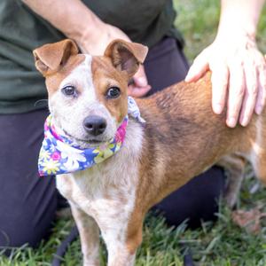 Rosie (Female), Border Terrier / Chihuahua, puppy, available for adoption