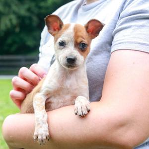 Rhodes (Female), Border Terrier / Chihuahua, puppy, available for adoption