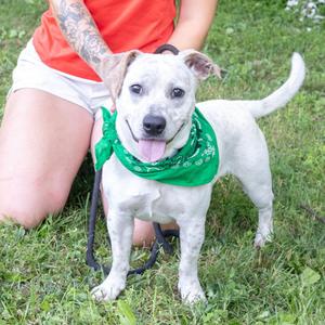 Buddha (Male), Beagle / Terrier, young, available for adoption