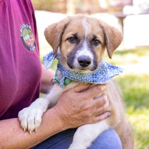 Jet (Male), Australian Terrier / Boxer, puppy, available for adoption