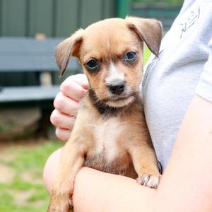 Reeve (Male), Border Terrier / Chihuahua, puppy, available for adoption