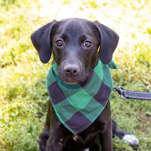 Bobo (Male), Black Labrador Retriever / Hound, puppy, available for adoption