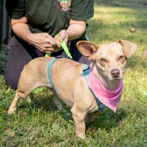 Lemon (Female), Dachshund / Chihuahua, young, available for adoption