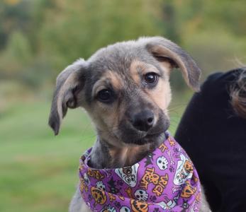 A cute puppy wearing a purple bandana with a Halloween design, sitting outdoors with a blurred green background.