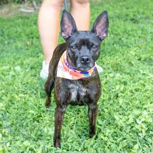 A small black dog with large ears wearing a colorful bandana stands on a grassy lawn.