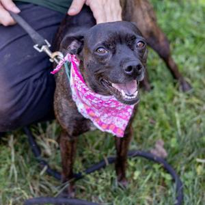 Elsa (Female), Feist / Rat Terrier, adult, available for adoption