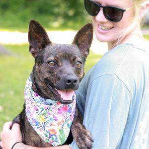 Mindy (Female), Feist / Catahoula Leopard Dog, young, available for adoption