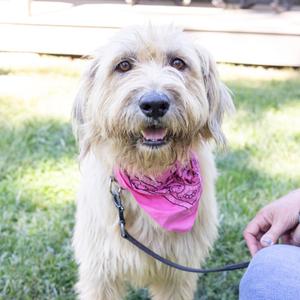 A fluffy dog wearing a pink bandana, standing on grass with a person holding its leash.