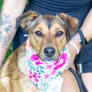 Pippa (Female) Avail 8/15, Australian Terrier / Mountain Cur, puppy, available for adoption