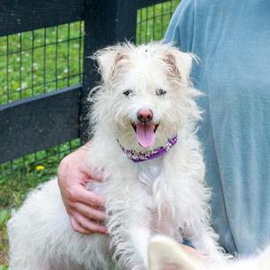 Candy (Female), West Highland White Terrier / Westie / Terrier, adult, available for adoption