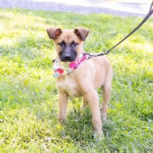 A small brown puppy with a floral bandana standing on grass, wearing a leash.