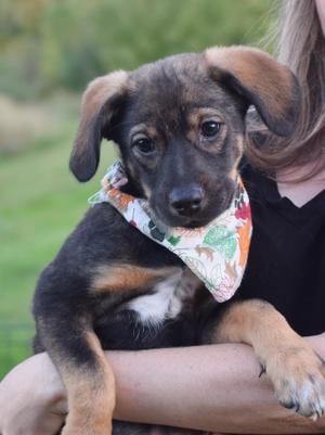 Pia (Female), Shepherd / Husky, puppy, available for adoption