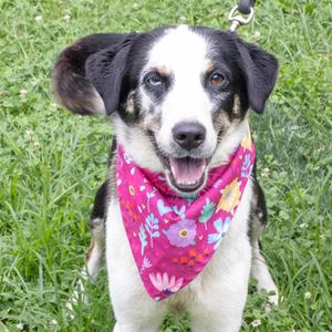 Peach (Female) Avail 8/15, Australian Shepherd / Cattle Dog, adult, available for adoption