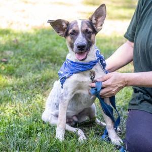 Owen (Male), Cattle Dog / Pointer, puppy, available for adoption