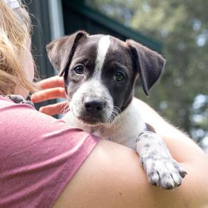 Pickles (Male), Beagle / Spaniel, puppy, available for adoption