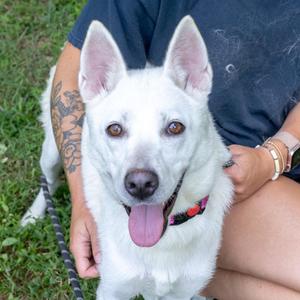 Opal (Female), American Eskimo Dog / Husky, adult, available for adoption