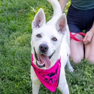 Hope (Female), Labrador Retriever / American Eskimo Dog, adult, available for adoption