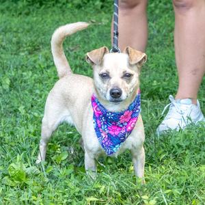 Missy (Female), Chihuahua / Rat Terrier, adult, available for adoption