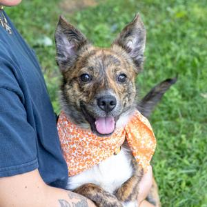 Chip (Male), Australian Shepherd / Catahoula Leopard Dog, young, available for adoption