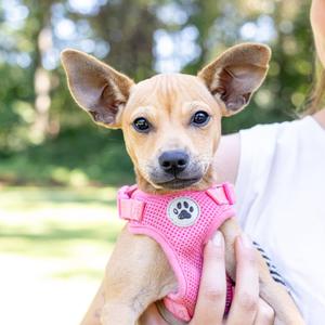 Acorn (Female), Chiweenie, puppy, available for adoption