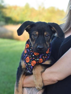 Patrick (Male), Shepherd / Husky, puppy, available for adoption