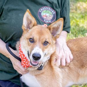 Baxter (Male), Collie / Corgi, puppy, available for adoption