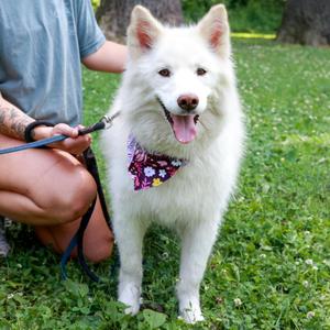 Cotton (Female), American Eskimo Dog, adult, available for adoption