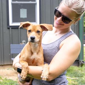 Abby (Female), Beagle, puppy, available for adoption