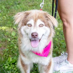 Nina (Female), Australian Shepherd / Husky, young, available for adoption