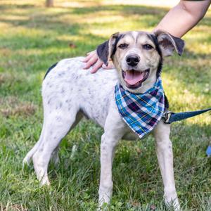 Levi (Male), Cattle Dog / Pointer, puppy, available for adoption