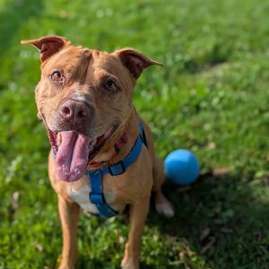 Cheech, Mixed Breed (Large), adult, available for adoption