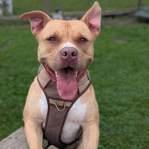 A brown and white dog with its tongue out, wearing a harness, sitting on a wooden surface in a grassy area.