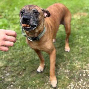 A brown dog with a black muzzle and ears is standing on grass, looking up at a person's hand holding a treat.