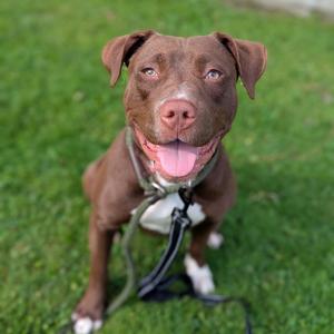 A brown dog with a white chest and paws, wearing a green harness, sitting on grass and looking up with its tongue out.